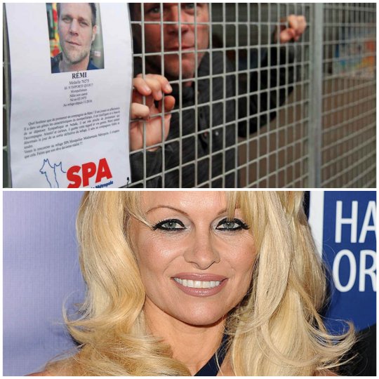 Rémi Gaillard et Pamela Anderson ensemble dans une cage pour les animaux ? #causeanimale