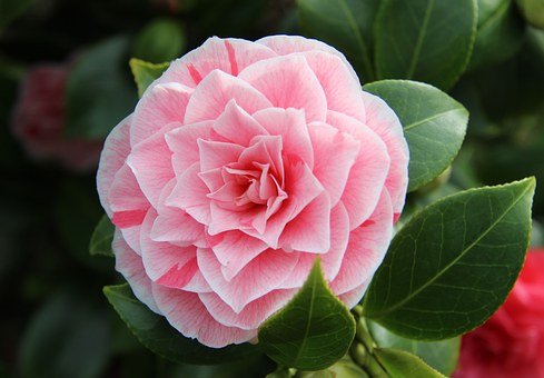 Journées des Camellias à floraison printanière aux jardins d'Ewen - Kermerian - Remungol