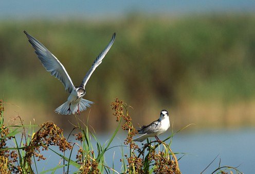 A la découverte des oiseaux des bords de Loire